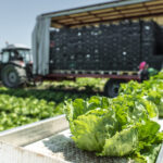 Freight Logistics Supply Chain - Veggies